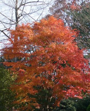 Acer palmatum fall colour by SB_Johnny